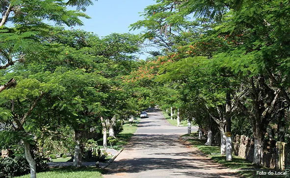 Rua asfaltada e arborizada do residencial