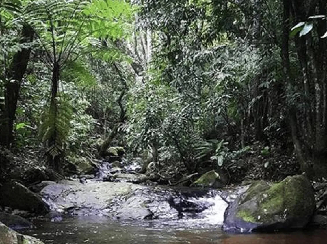 Riacho entre pedras e mata fechada na Serra do Japi